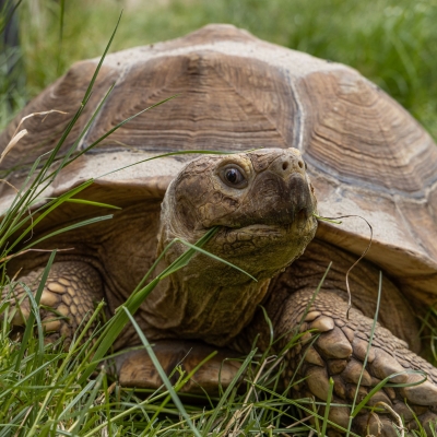 Afrikaanse sporenschildpad - De Zonnegloed - Dierenpark - Dieren opvangcentrum - Sanctuary